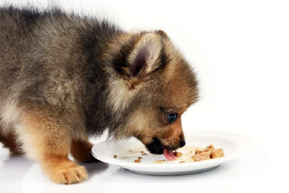 How to Choose the Best Treats for Dogs: Safe and Tasty Choices