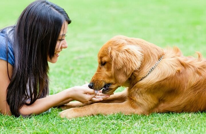 How Pet Ownership Improves Mental Health and Performance: A Guide for Sports Fans