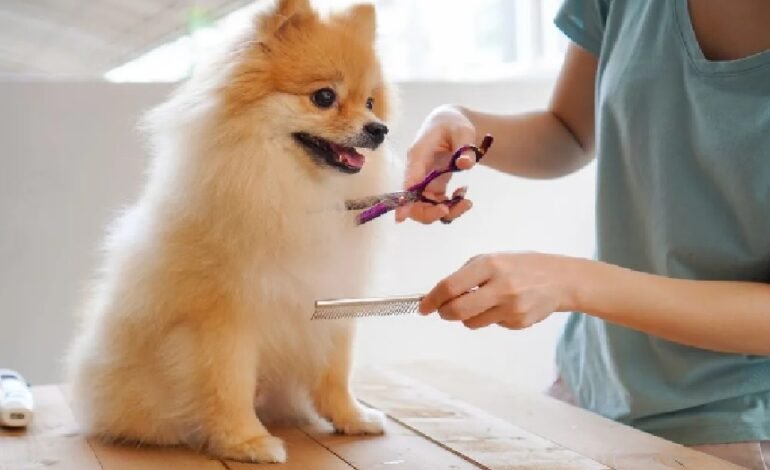 The many benefits a pet and owner receive from dog grooming