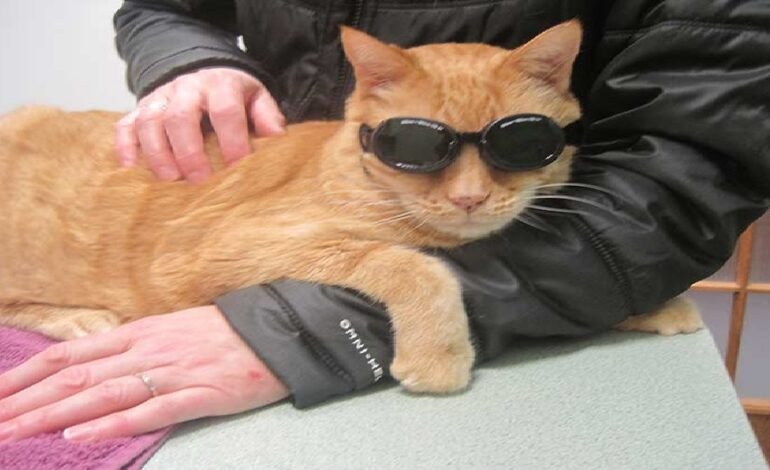 Laser Therapy for Cats – Non-Invasive Treatment That Works