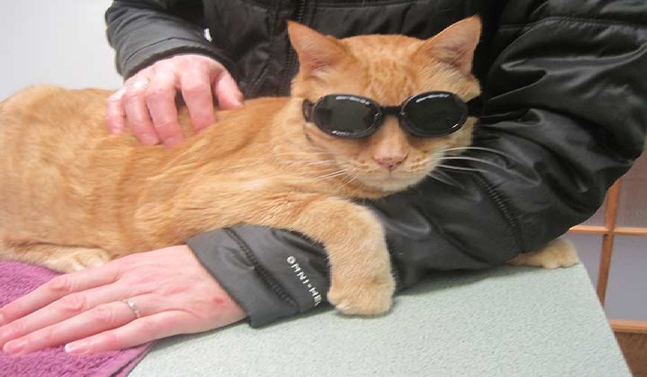 Laser Therapy for Cats – Non-Invasive Treatment That Works